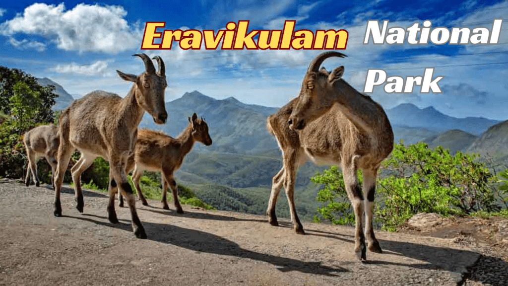 Eravikulam National Park